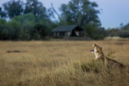 Machaba Camp wild